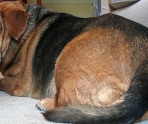 overweight dog