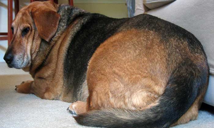 overweight dog