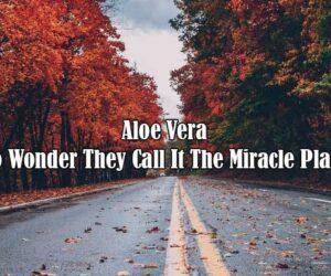 aloe vera