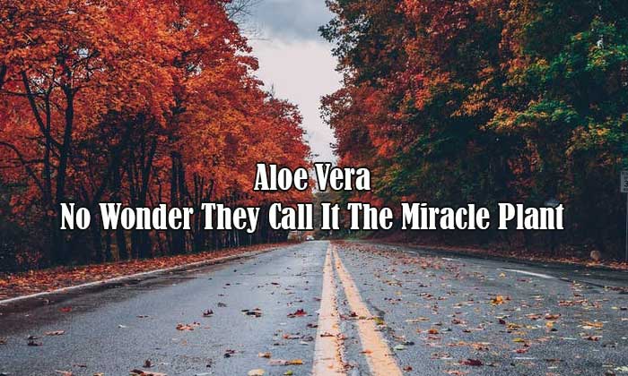 aloe vera