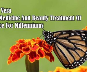 aloe vera the medicine