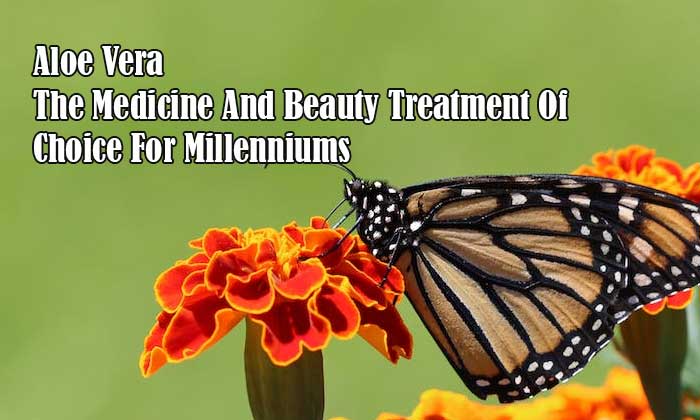 aloe vera the medicine