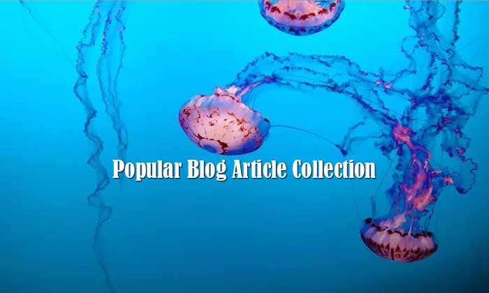 Popular Blog Article Collection